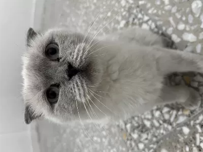 Kedimiz Scottish Fold