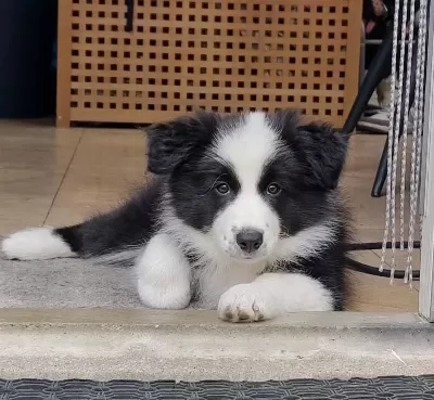 Dişi Erkek Border Collie Kapıda Ödemeli Güvenli Sistem