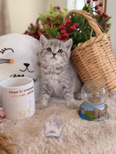 Blue Gold British Shorthair