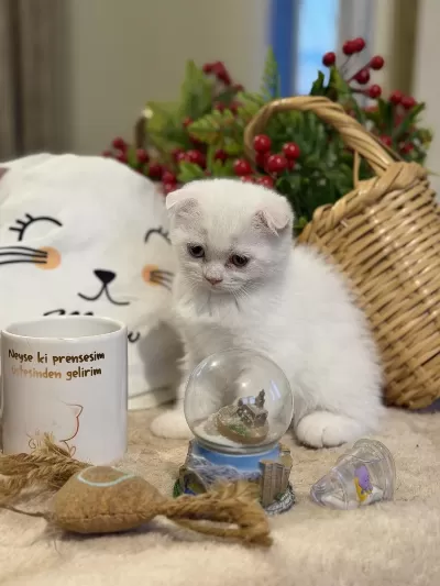 Odd Eyes Kar Beyazı Scottish Fold Kedimiz
