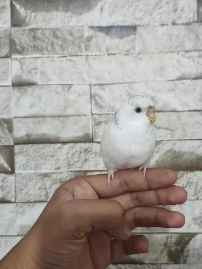 Ele Çok İyi Alışkın Muhabbet Kuşu Pamuk