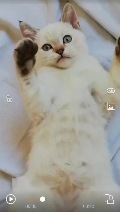 Pendik Evden British Shorthair