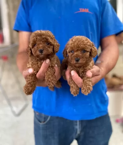 Red Toy Poodle Yavrular