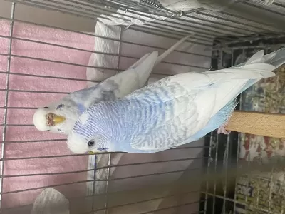 Harika Çift Muhabbet Kuşu