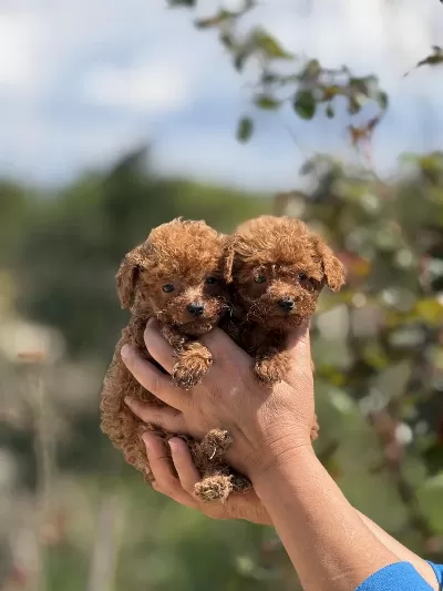 Aşili Çiş Eğitimli Teacup Toy Poodle