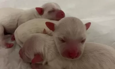 Safkan Maltese Terrier