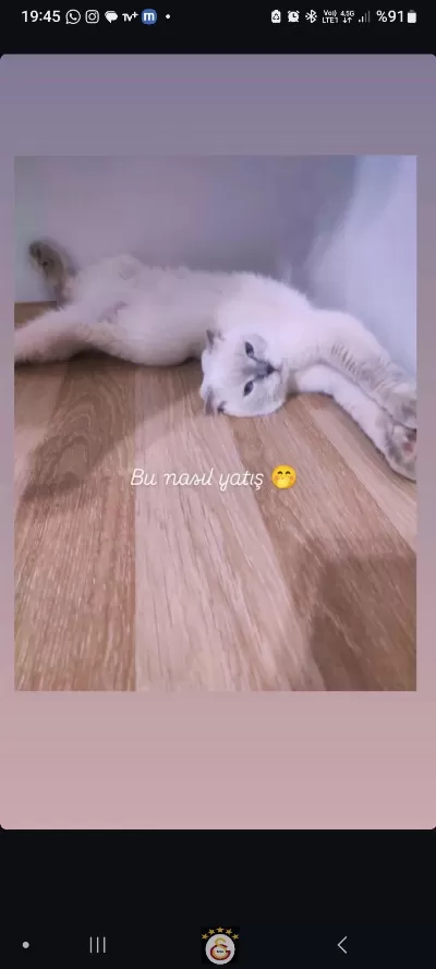 1 Yaşında Scottish Fold