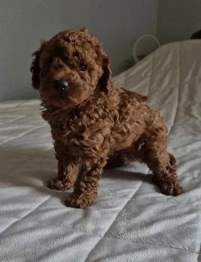 Ruhsatli Köpek Çiftliğinden Toypoodle Yavrularimiz