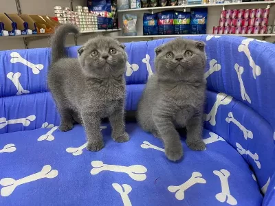 Show Kalite Tam Kapali Kulak Lilak Scottish Fold