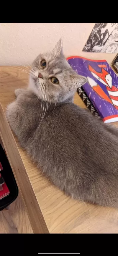 British Shorthair Blue