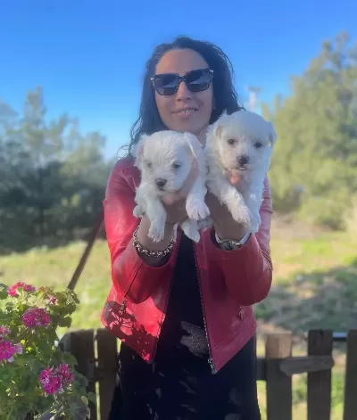 Maltese Terrier Yavrularım Sağlık Ve Irk Garantilidir