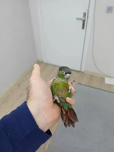 Greenchek Konur Papağani