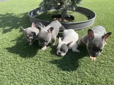Fransız Bulldog Yavrular