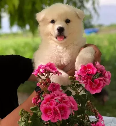A Kalite Samoyed Bebekler