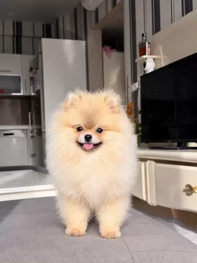 Pomeranian Boo Köpekler