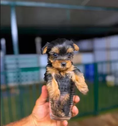 Yorkshire Terrier Sağlıklı Irk Garantili