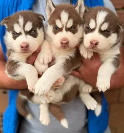 Kızıl Biblo Gibi Husky Bebekler