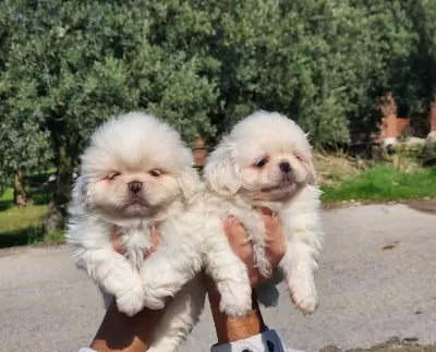Mini Boy Pekinez Bebekler