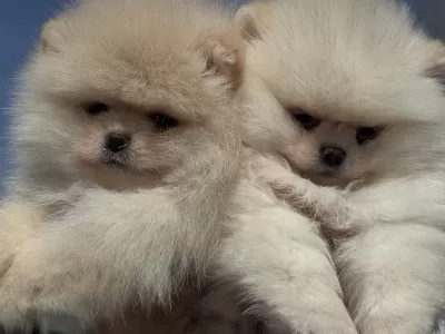 Petmode Köpek Çiftliğinden Teddy Face Pomeranian
