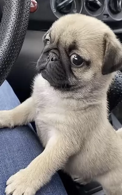 Sağlıklı Bakimli Pug Safkan