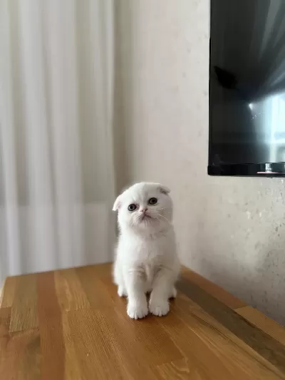 Beyaz Scottish Fold Yavrularim