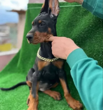 Müthi̇ş Kali̇te Doberman Yavrular