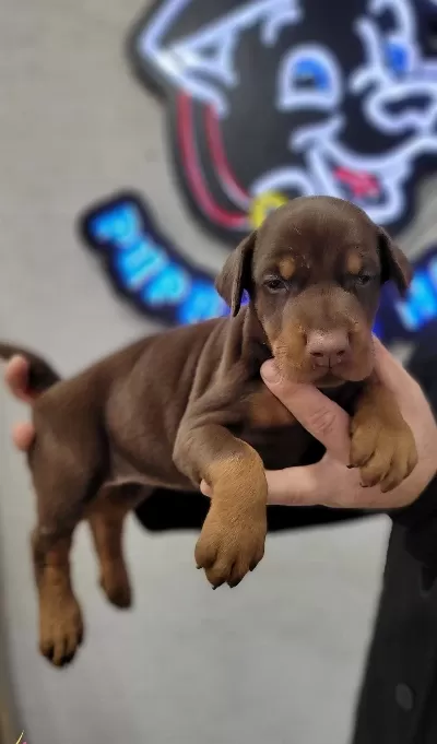Safkan Lık Garantili Doberman Yavrularımız