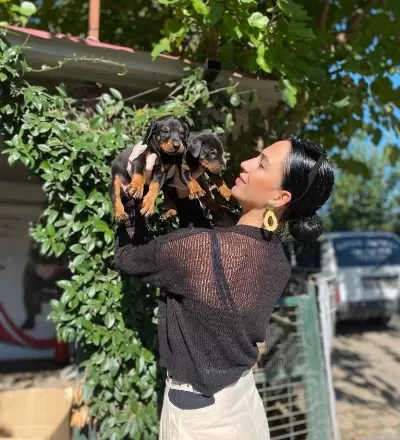Kıngdoberman Yavrularım Sağlık Ve Irk Garantilidir