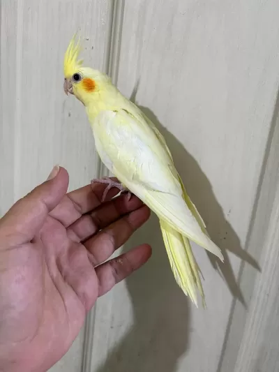 47 Günlük Kusursuz Lutino Bebek Sultan Papağani