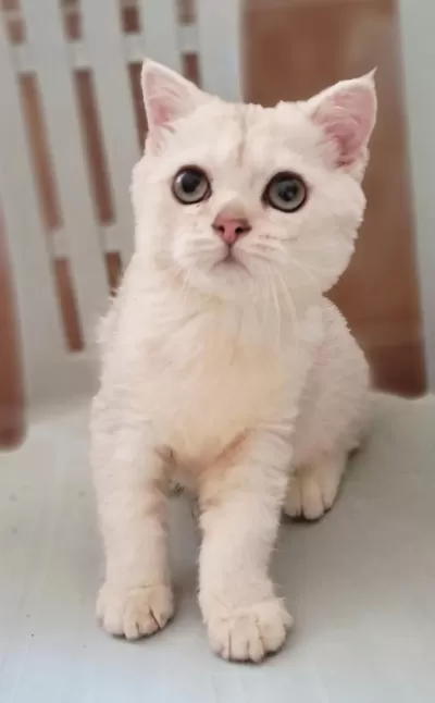 British Shorthair Erkek Kedimiz