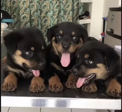 Rottweiler Safkan Köpekler