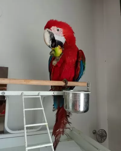 Ara Macaw Papağanımız