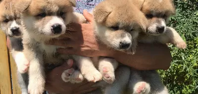 Japon Akita Inu Yavrularımız