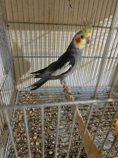 Yavru Garantili Yumurtali Grey Takim Sultan Papağani