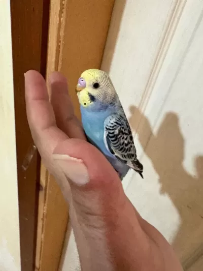 43 Günlük Erkek Bebek Muhabbet Kuşu