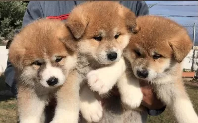 Elit Patiler Farkıyla Japon Akita Yavrular