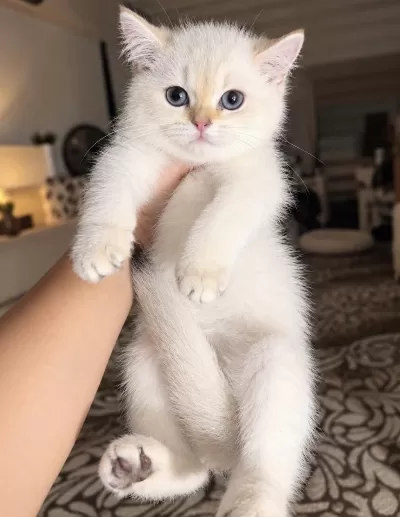 British Shorthair Golden Point Mükemmel Erkek Bebek
