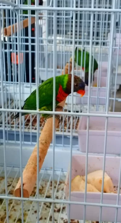 Harika Lori Papağanımız