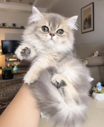 British Longhair Ay12 Erkek Bebek