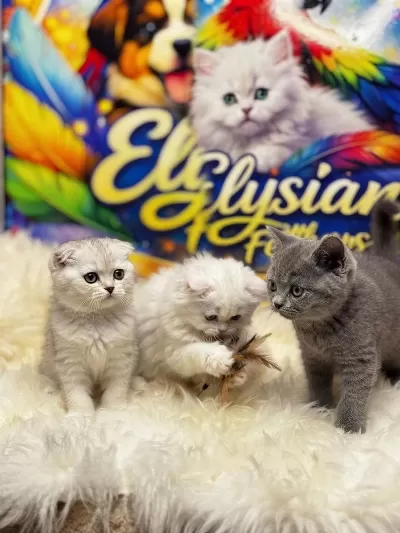 Safkan British Yavrulari