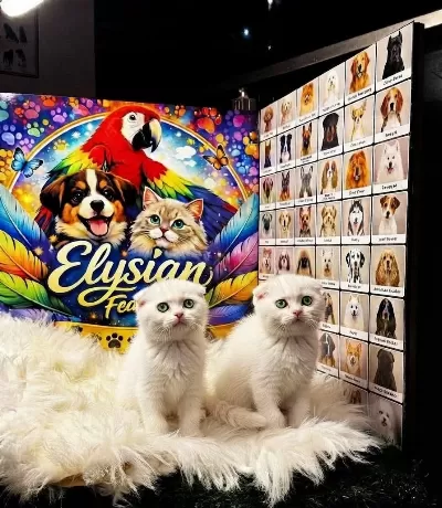 Safkan Scottish Fold Yavrulari