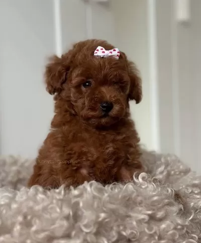 Sağlıklı Bebek Toy Poodle