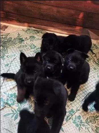 Siyah Alman Çoban Köpeği Yavrulari