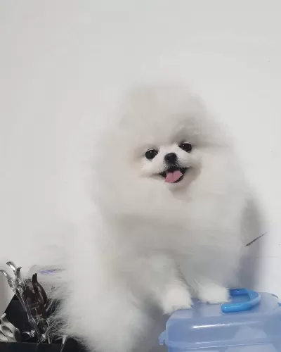 8 Aylik Erkek Pomeranian