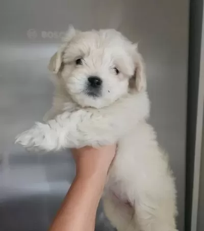 Maltese Bebekler