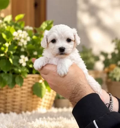 Tea Cup Kar Beyaz Maltese Terri̇er Bebekleri̇mi̇z