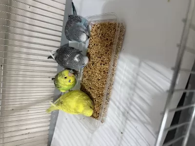 Jumbo Muhabbet Yavrulari Yeme Düşmüştür