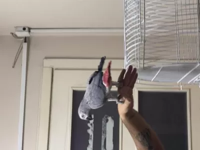 Full Evcil 25-30 Kelime Konuşan Oyun Hamuru Jako
