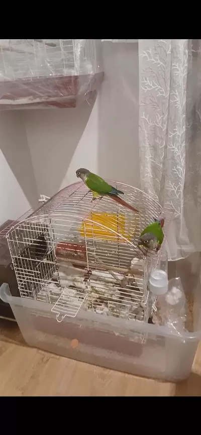 Damızlık Çift Konur Papağanı Genç Takım