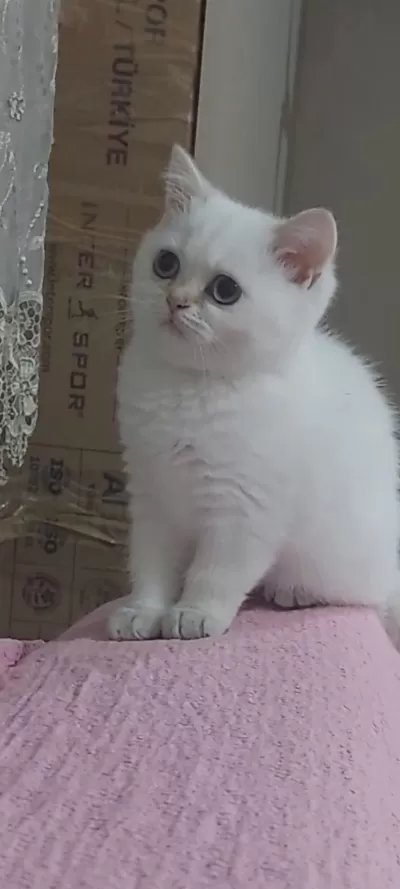 British Shorthair Kardeşler